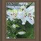 Luscious Lillies