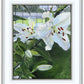 Luscious Lillies