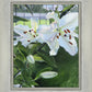 Luscious Lillies
