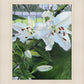 Luscious Lillies