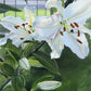 Luscious Lillies
