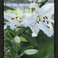Luscious Lillies