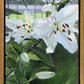 Luscious Lillies