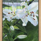 Luscious Lillies