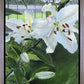 Luscious Lillies