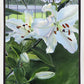 Luscious Lillies