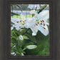 Luscious Lillies