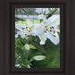 Luscious Lillies