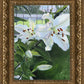 Luscious Lillies