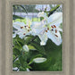 Luscious Lillies