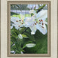 Luscious Lillies