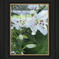 Luscious Lillies