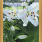 Luscious Lillies