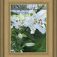 Luscious Lillies