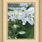 Luscious Lillies