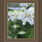 Luscious Lillies