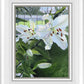 Luscious Lillies