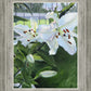 Luscious Lillies
