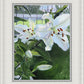 Luscious Lillies