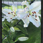 Luscious Lillies
