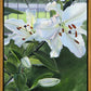 Luscious Lillies