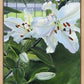 Luscious Lillies