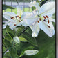 Luscious Lillies