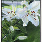 Luscious Lillies