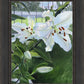 Luscious Lillies
