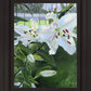 Luscious Lillies