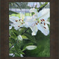 Luscious Lillies