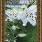 Luscious Lillies