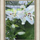 Luscious Lillies
