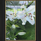 Luscious Lillies