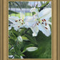 Luscious Lillies