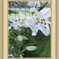 Luscious Lillies