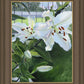 Luscious Lillies
