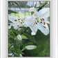 Luscious Lillies
