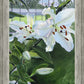 Luscious Lillies
