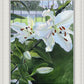 Luscious Lillies
