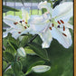 Luscious Lillies