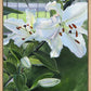 Luscious Lillies