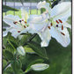 Luscious Lillies