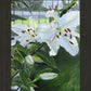 Luscious Lillies