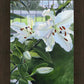 Luscious Lillies