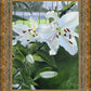 Luscious Lillies