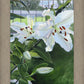 Luscious Lillies
