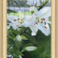 Luscious Lillies