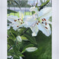 Luscious Lillies