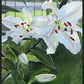 Luscious Lillies